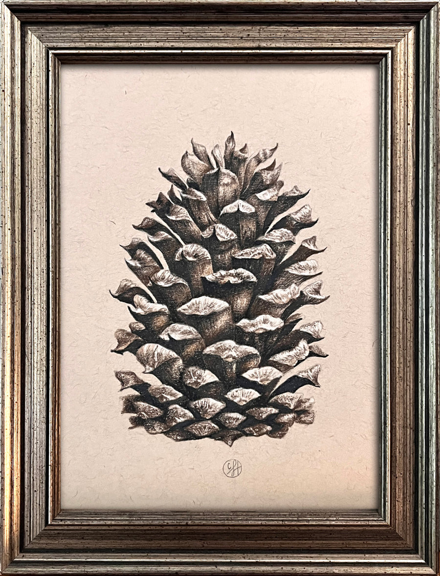 Sketching Pine Cones - Doodlewash®