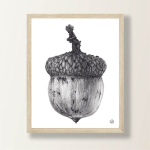 Acorn 3 Graphite Drawing | Art Print