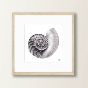 Nautilus Shell Graphite Drawing | Art Print