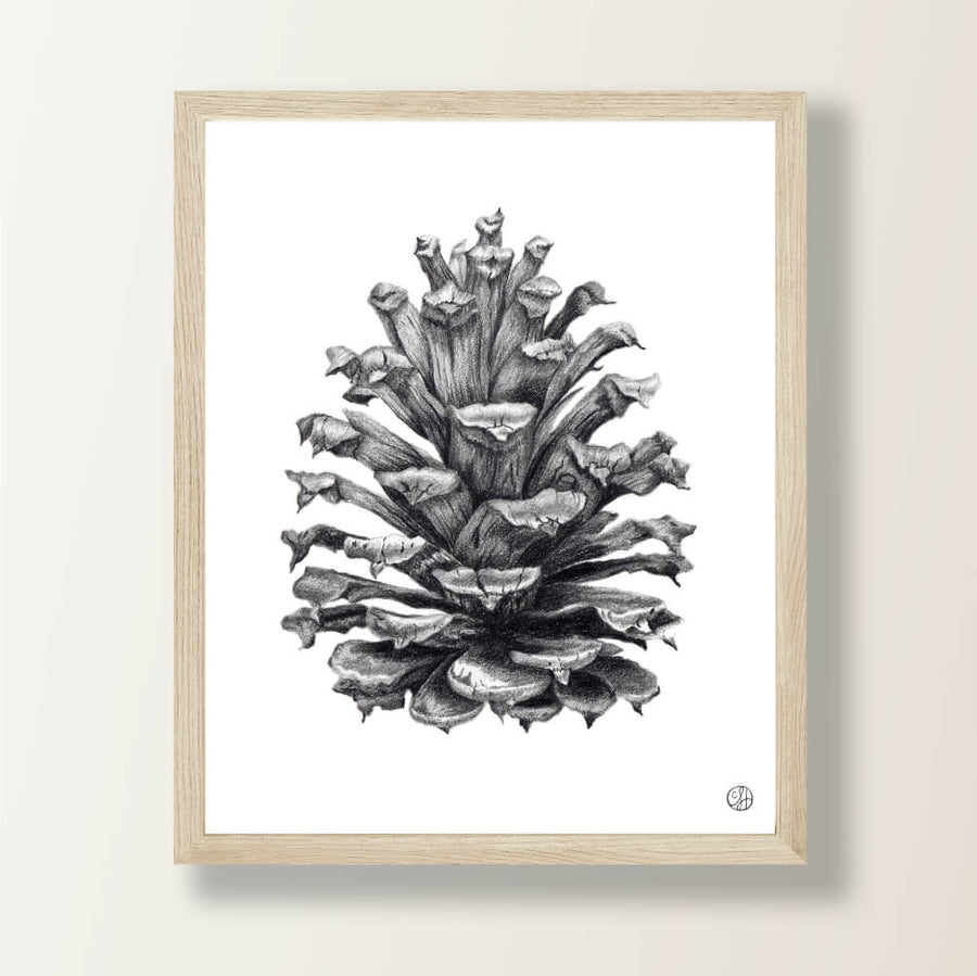 Pinecone 3 Graphite Drawing | Art Print