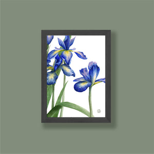 Small Iris Print 2