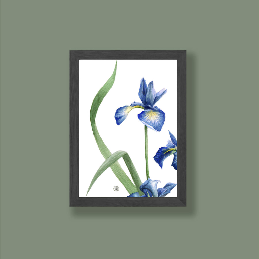 Small Iris Print 3