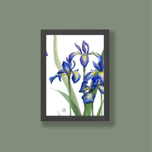 Small Iris Print 4